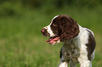 English Springer Spaniel Welpe