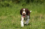 English Springer Spaniel Welpe