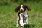 English Springer Spaniel Welpe