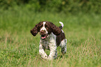 English Springer Spaniel Welpe