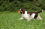 apportierender English Springer Spaniel