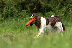 apportierender English Springer Spaniel