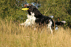 2 English Springer Spaniel