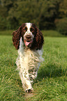 rennender English Springer Spaniel