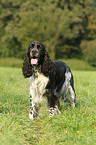 English Springer Spaniel