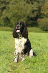 sitzender English Springer Spaniel