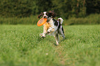 spielender English Springer Spaniel