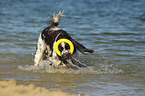 spielender English Springer Spaniel