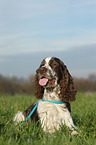 liegender English Springer Spaniel