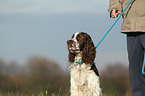 English Springer Spaniel Portrait