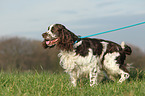 laufender English Springer Spaniel