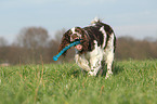 spielender English Springer Spaniel