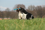 2 English Springer Spaniel