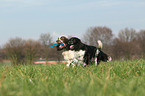 2 English Springer Spaniel