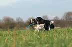 2 English Springer Spaniel