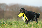 spielender English Springer Spaniel