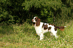 stehender English Springer Spaniel