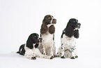 3 English Springer Spaniel