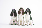 3 English Springer Spaniel