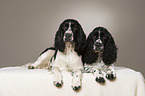 2 English Springer Spaniel