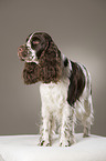 stehender English Springer Spaniel