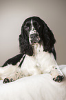 liegender English Springer Spaniel