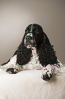 liegender English Springer Spaniel