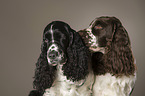 2 English Springer Spaniel