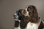 2 English Springer Spaniel