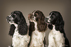 3 English Springer Spaniel