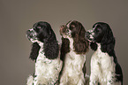 3 English Springer Spaniel