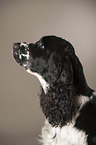 English Springer Spaniel Portrait