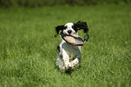 apportierender English Springer Spaniel