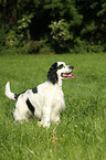 English Springer Spaniel