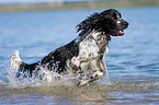 rennender English Springer Spaniel