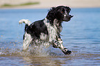 rennender English Springer Spaniel