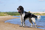 English Springer Spaniel