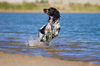 rennender English Springer Spaniel