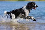 rennender English Springer Spaniel