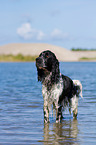 English Springer Spaniel