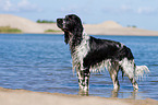 English Springer Spaniel