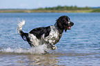 rennender English Springer Spaniel