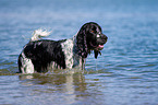 English Springer Spaniel