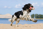 spielender English Springer Spaniel