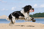 spielender English Springer Spaniel