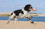 spielender English Springer Spaniel