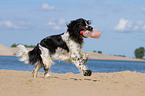 spielender English Springer Spaniel