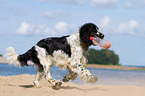 spielender English Springer Spaniel