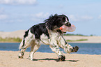 spielender English Springer Spaniel