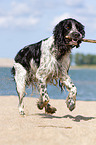 spielender English Springer Spaniel